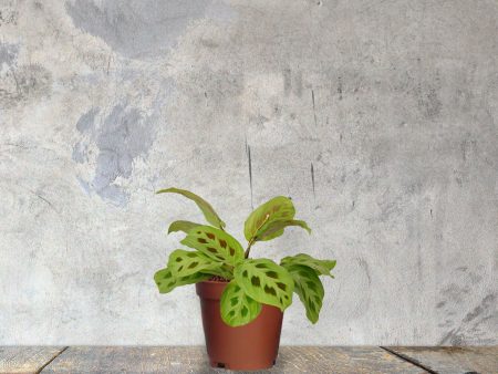 Maranta  Leuconeura  Online Sale