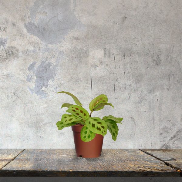 Maranta  Leuconeura  Online Sale