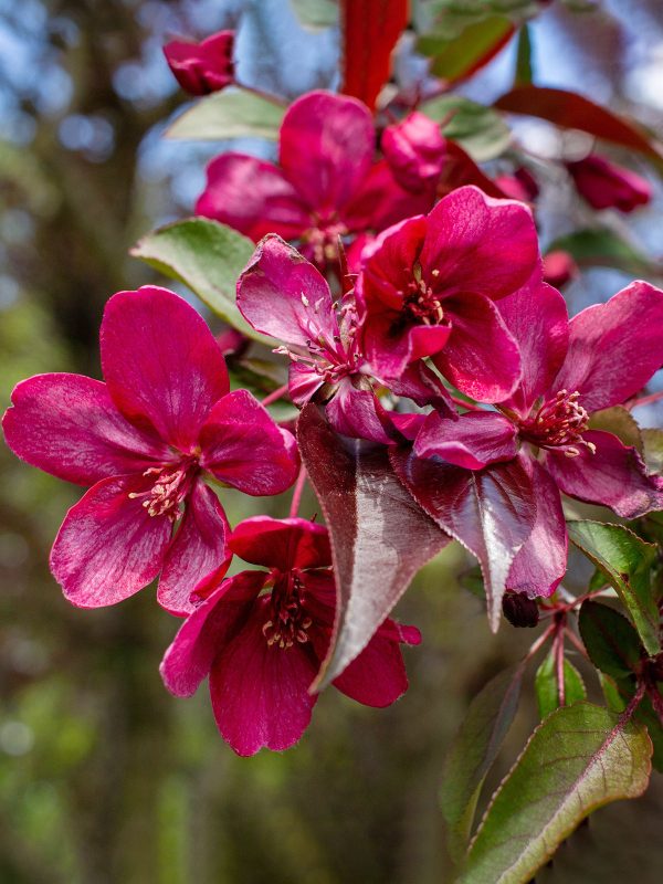 Crabapple - Prairiefire For Discount