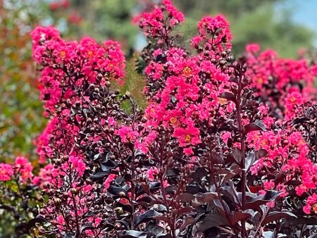 Crape Myrtle - First Editions® Midnight Magic™ Hot on Sale