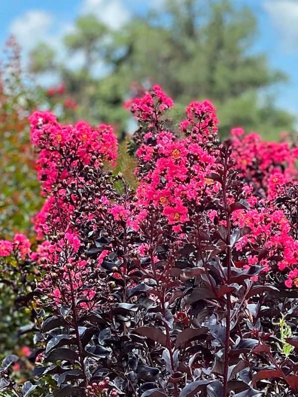 Crape Myrtle - First Editions® Midnight Magic™ Hot on Sale