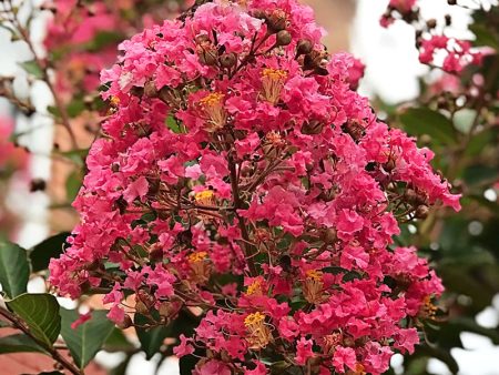 Crape Myrtle - Miami Fashion