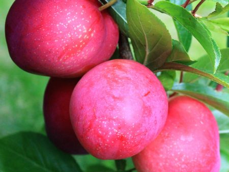 Plum Trees - Scarlet Beauty Fashion