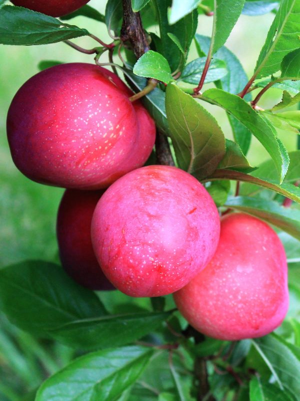 Plum Trees - Scarlet Beauty Fashion