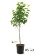 Pear Trees - Shinseiki Online Hot Sale