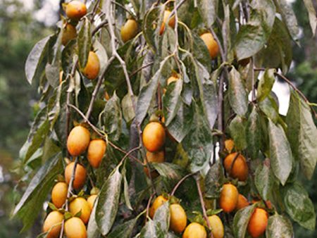 Persimmon Trees - Weeping (Astringent) Supply