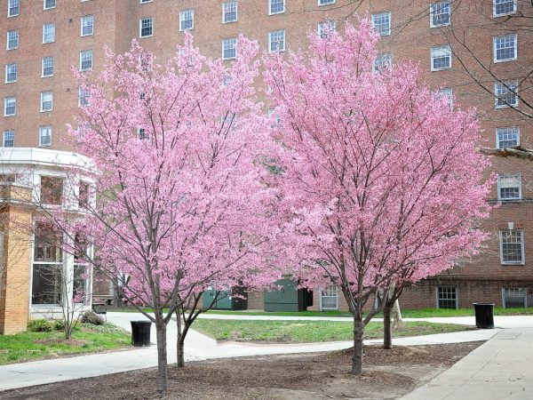 Cherry - Okame (Flowering) Cheap