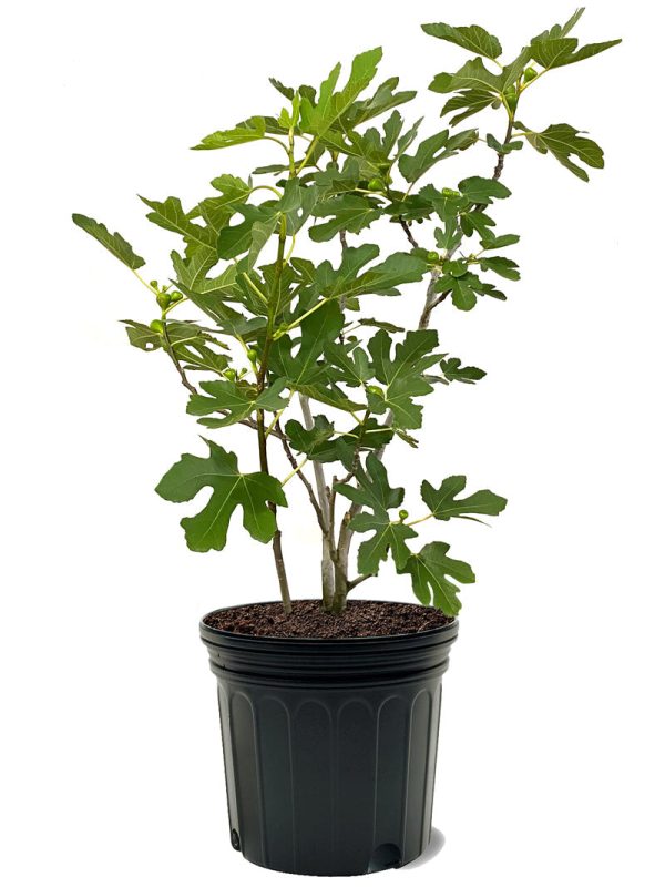 Fig Trees - Black Mission Discount