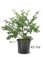 Crape Myrtle - Muskogee Online