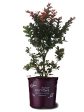 Crape Myrtle - First Editions® Plum Magic Online now