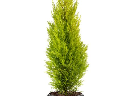 Cypress - Goldcrest Wilma Dwarf Lemon Tree Hot on Sale