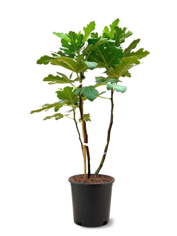 Fig Trees - Brown Turkey For Discount