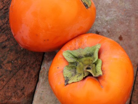 Persimmon Trees - Hachiya (Astringent) Online