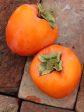 Persimmon Trees - Hachiya (Astringent) Online