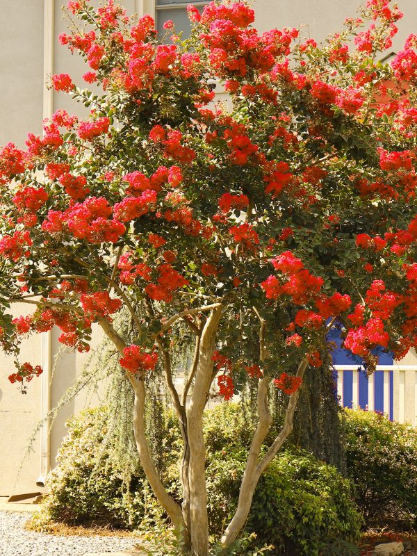 Crape Myrtle - Southern Living™ Scarlet Red Hot on Sale