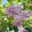 Crape Myrtle - Muskogee Online