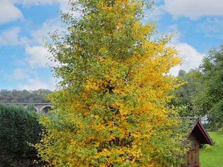 Ginkgo Biloba - Seedling Discount