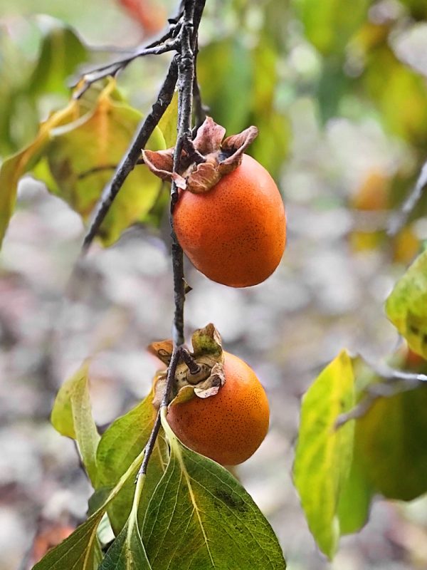 Persimmon Trees - Saijo (Astringent) Supply