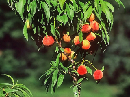 Peach Trees - Dwarf Bonanza Patio Peach Online Sale