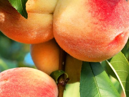 Peach Trees - Dixieland on Sale