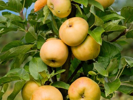 Apple Trees - Golden Sentinel (Columnar) on Sale