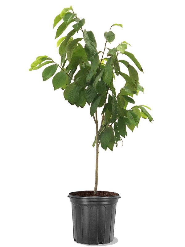 Paw Paw Trees - Seedling Online Sale