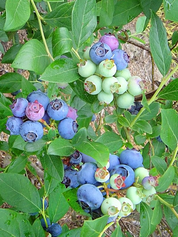 Blueberry - Star (Southern Highbush) on Sale