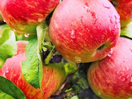 Apple Trees- Haralson Supply