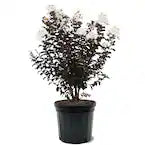 Crape Myrtle - Black Diamond Crystalline White Discount