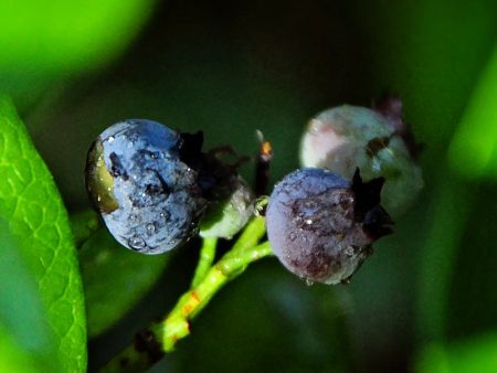 Blueberry - Home Bell (Rabbit Eye) Supply