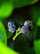 Blueberry - Home Bell (Rabbit Eye) Supply