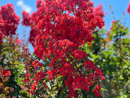 Crape Myrtle - Southern Living™ Scarlet Red Hot on Sale