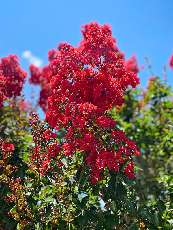 Crape Myrtle - Southern Living™ Scarlet Red Hot on Sale