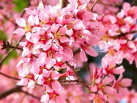 Cherry - Okame (Flowering) Cheap