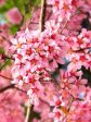 Cherry - Okame (Flowering) Cheap