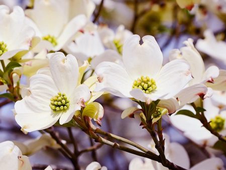 Dogwood - White on Sale