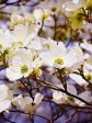 Dogwood - White on Sale