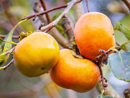 Persimmon Trees - Fuyu Jiro (Non-Astringent) Discount