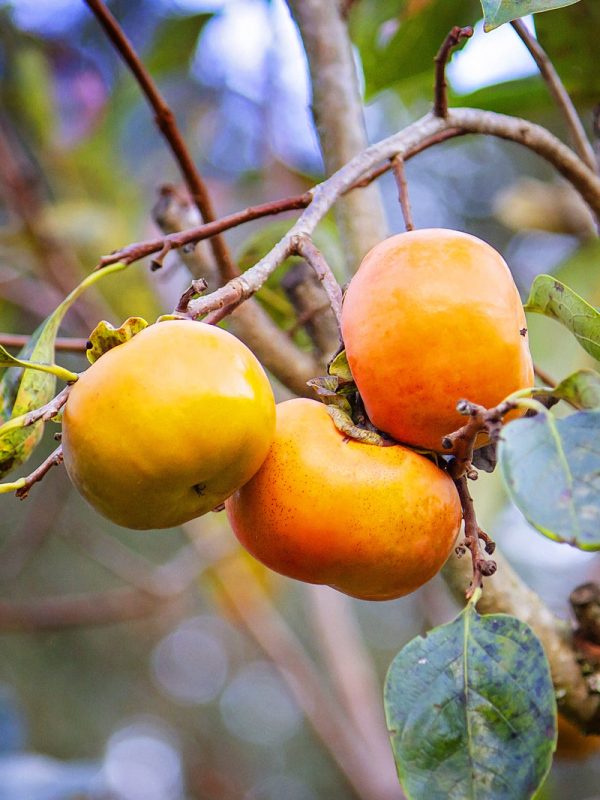 Persimmon Trees - Fuyu Jiro (Non-Astringent) Discount