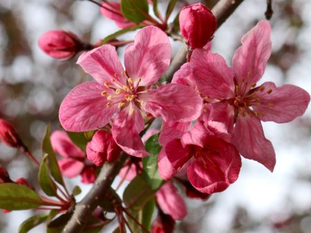 Crabapple - Robinson Online now