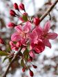 Crabapple - Robinson Online now