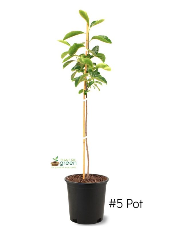 Persimmon Trees - Saijo (Astringent) Supply