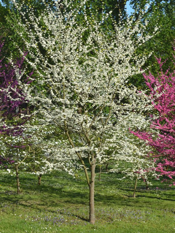 Redbud - Royal White on Sale