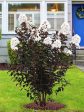 Crape Myrtle - Black Diamond Crystalline White Discount