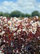 Crape Myrtle - Black Diamond Crystalline White Discount