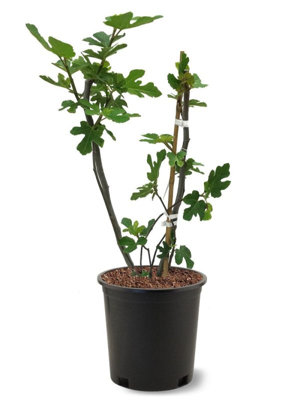 Fig Trees - Black Mission Discount