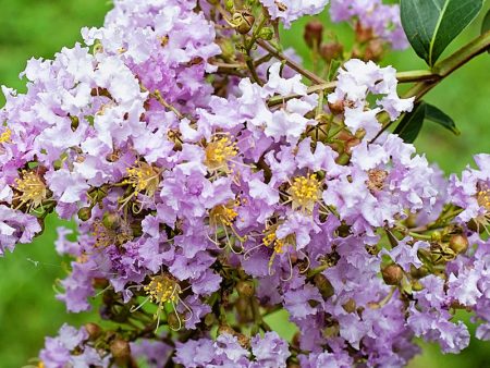 Crape Myrtle - Muskogee Online