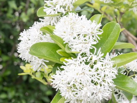 Fringe Tree - Chinese For Cheap