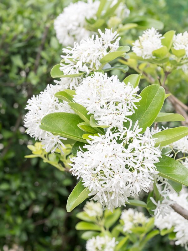 Fringe Tree - Chinese For Cheap