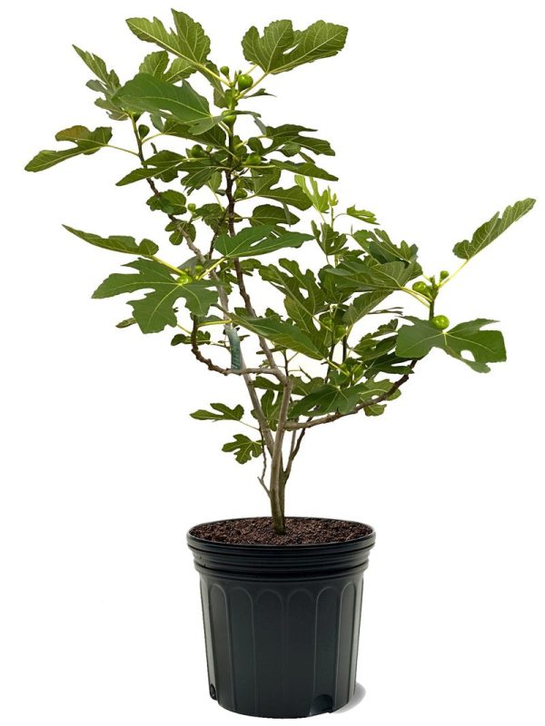 Fig Trees - Brown Turkey For Discount